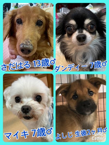 🐾今日の里親様募集中ワンコ🐶メンバーです🐾2022,6,26【保護犬カフェ天神橋店】